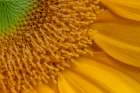 USA, Indiana, Carmel. Close-up of sunflower. Art Print